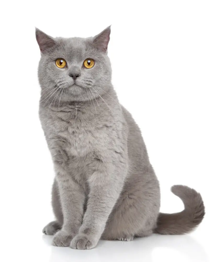 British Shorthair katten er kendt for sin tætte, korte pels