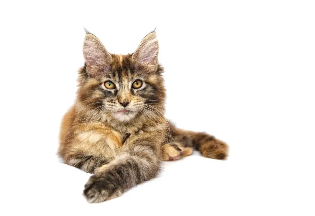 cat, animal, pet