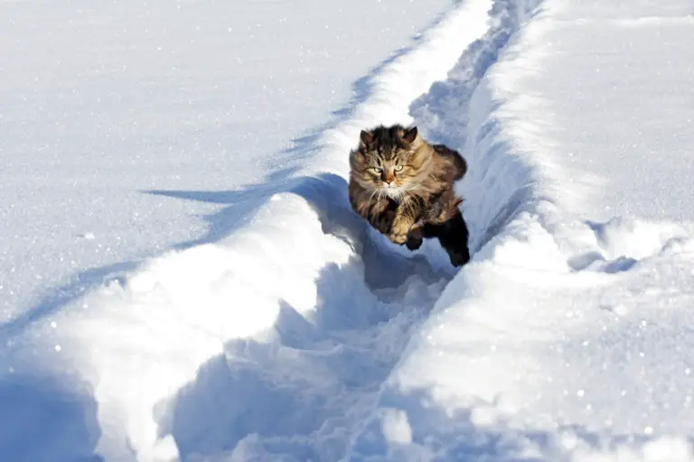 Hurtig Norsk Skovkat i fuld spring