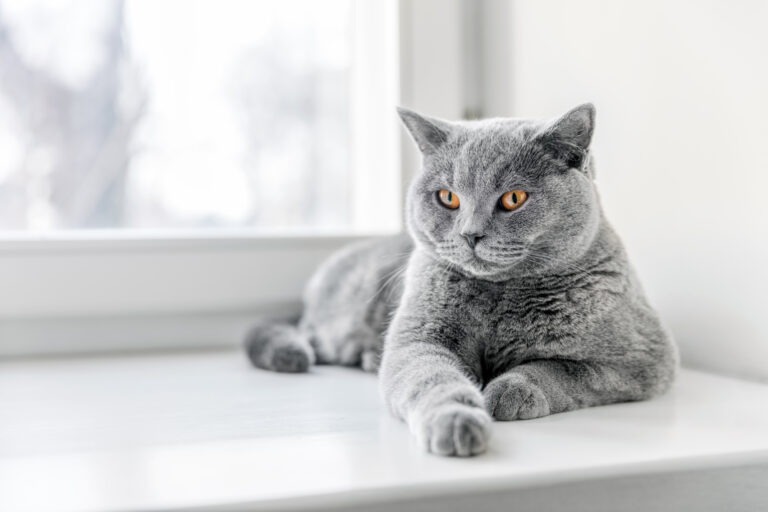 sorg Rotere få øje på British Shorthair - Hvor meget ved du om den blå kat? | Kattesiden.dk