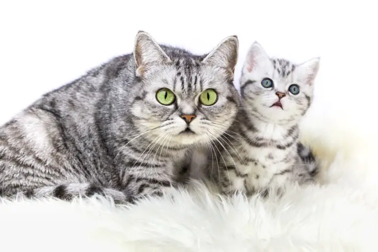 To British Shorthair katte sidder på et tæppesidder på et tæppe