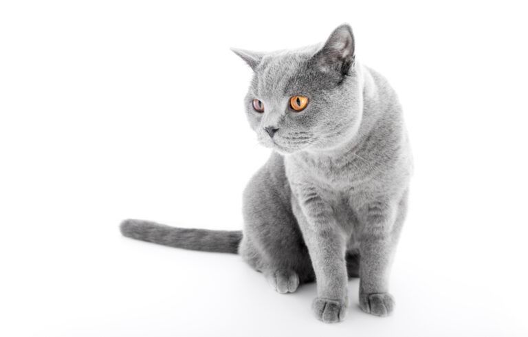 British Shorthair kat med sin kendte blå-grå pels og copperfarvede øjne
