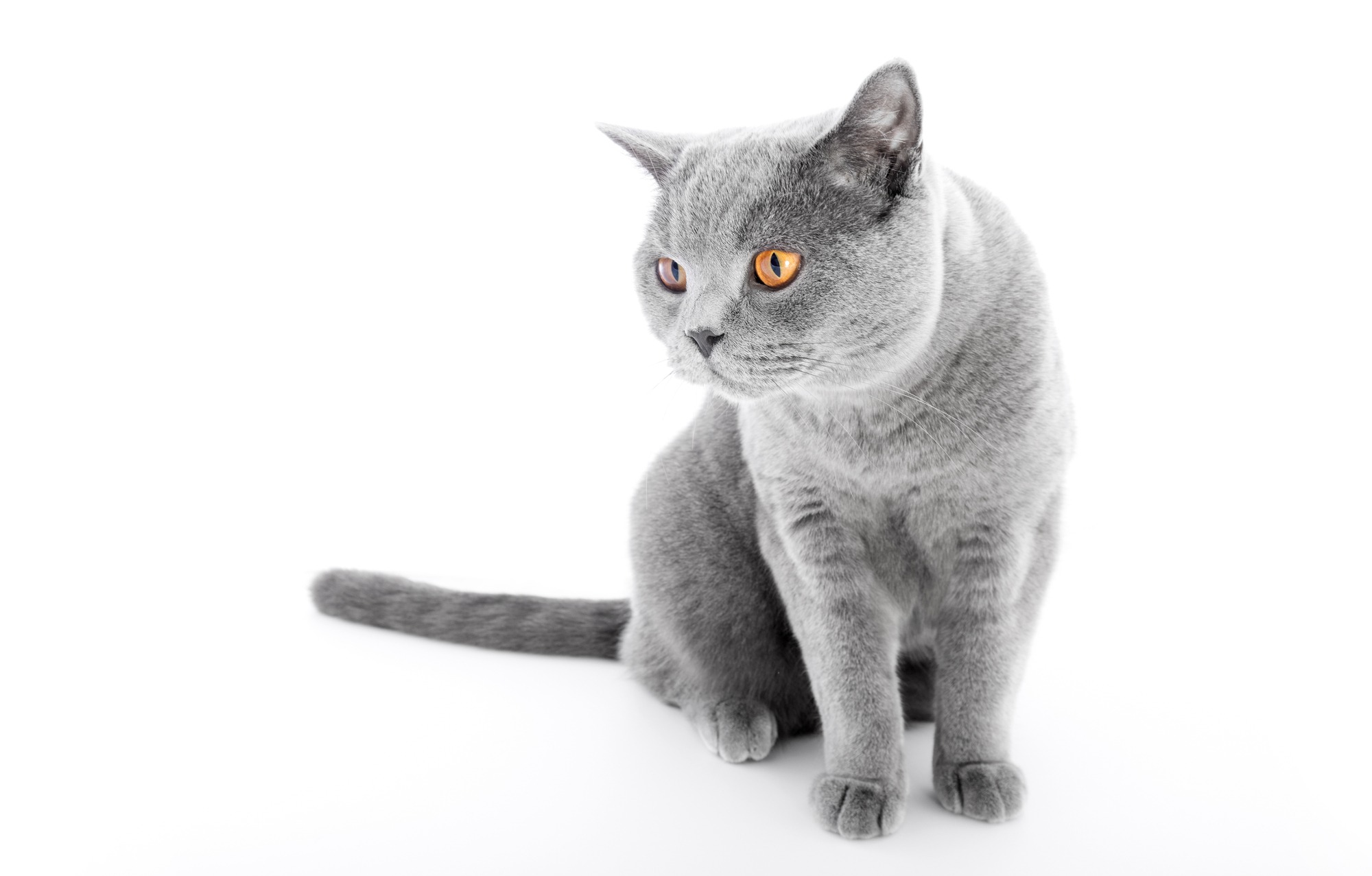 British Shorthair - Hvor meget ved du om blå kat? | Kattesiden.dk