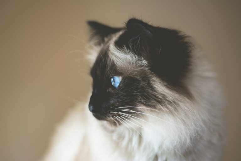 En Hellig Birma kat med sine dybe blå øjne, set fra siden