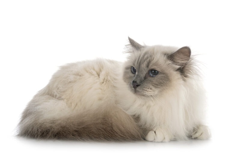 En Ragdoll kat er en semi-langhåret katterace