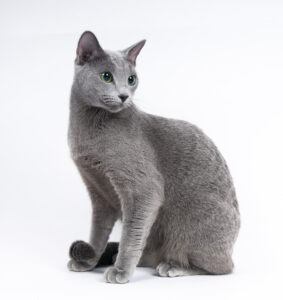 En Russian Blue kat minder meget om en British Shorthair, med det blålige skær i pelsen