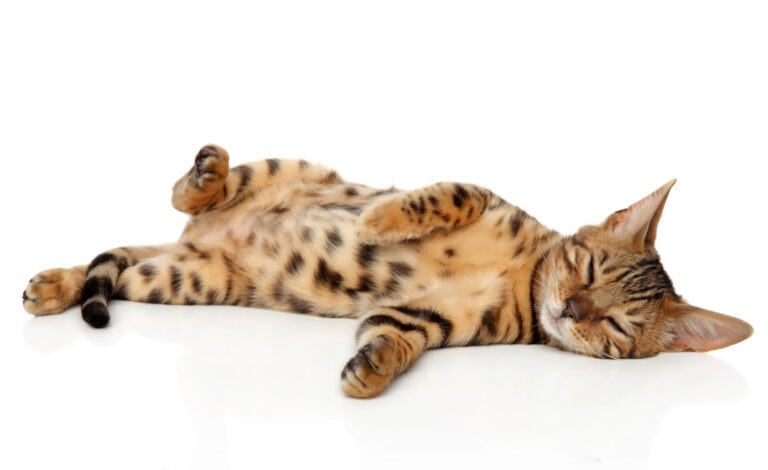 Vær tilfreds Kviksølv reservedele Bengal kat - lær mere om den vilde leopardkat | Kattesiden.dk
