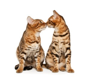 Vær tilfreds Kviksølv reservedele Bengal kat - lær mere om den vilde leopardkat | Kattesiden.dk