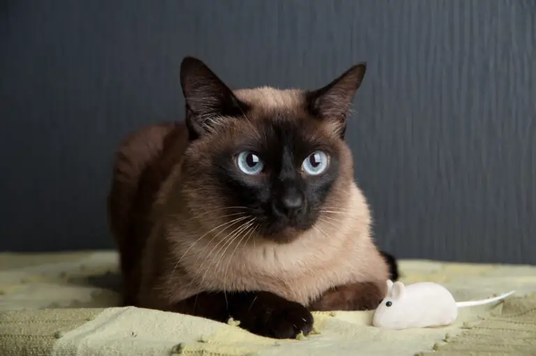 Denne Siameser kat har en mørkere pels